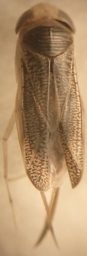 Sigara lateralis
